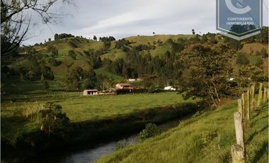 VENTA DE FINCA EN VEREDA ZANCUDITO - BELMIRA
