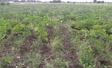 Terreno en venta, San José Chiapa