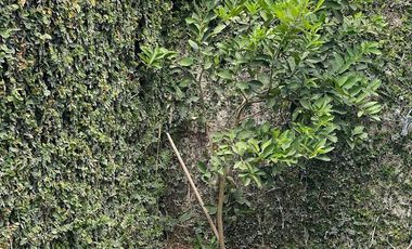 Casa en VENTA Parque Guanajuato Lomas de Angelópolis Cholula Puebla.