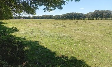 VENTA DE HECTAREAS EN ZARATE