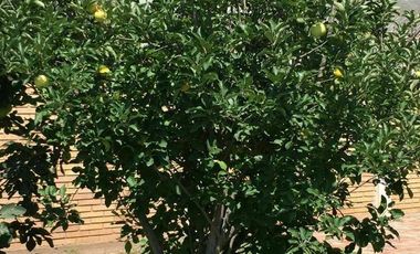 Excelente Oportunidad en Fraccionamiento Residencial