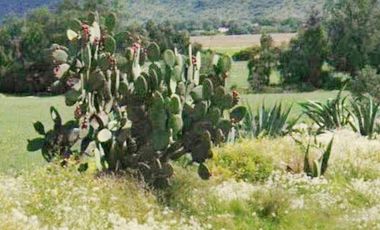 Terreno en Villa de Tezontepec, Hidalgo. Sup. 60 Hectáreas.