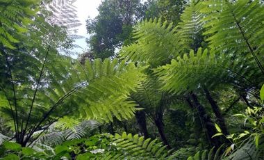 Terreno en venta en la zona de Jalacingo, Veracruz por Teziutlán