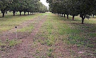 Oportunidad de Rancho Nogalero en? Cd. Camargo, Omma