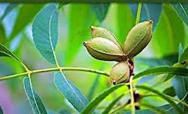 Oportunidad de Rancho Nogalero en? Cd. Camargo, Omma