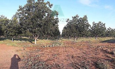 Oportunidad de Rancho Nogalero en? Cd. Camargo, Omma