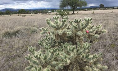 Terreno en  Zumpango, Edo. de Méx. Sup. 70 Hectáreas.