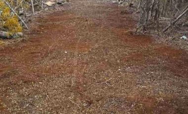 Terreno de inversión con extensa superficie de 70,000m2 en Seyé Capital, Yucatán