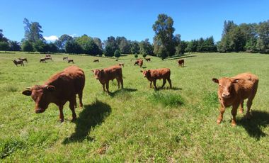 Parcela en venta  en PITRUFQUÉN