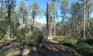 Lotes en venta en el bosque La Malinche, Tlaxcala
