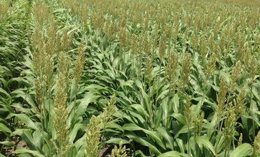 Se vende rancho agrícola Matamoros San Fernando tamaulipas