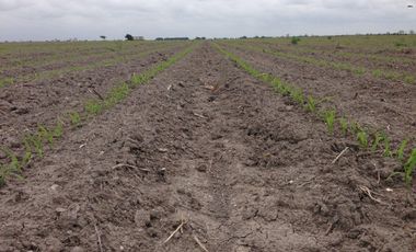 Se vende rancho agrícola Matamoros San Fernando tamaulipas