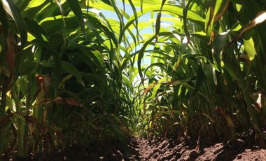 Se vende rancho agrícola Matamoros San Fernando tamaulipas