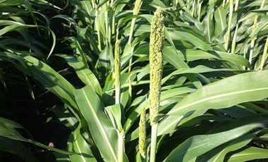 Se vende rancho agrícola Matamoros San Fernando tamaulipas