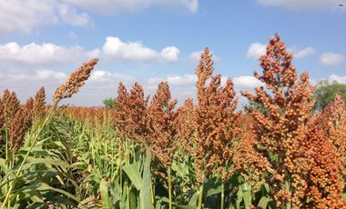 Se vende rancho agrícola Matamoros San Fernando tamaulipas