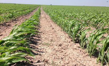 Se vende rancho agrícola Matamoros San Fernando tamaulipas
