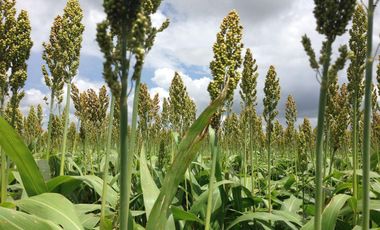 Se vende rancho agrícola Matamoros San Fernando tamaulipas