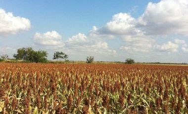 Se vende rancho agrícola Matamoros San Fernando tamaulipas