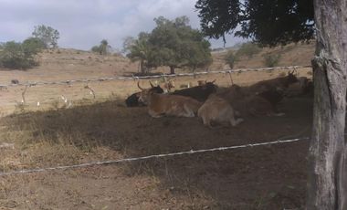 PASO DE OVEJAS, Rancho en VENTA de 80 Hectáreas!