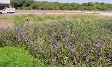 VENTA DE TERRENO EN PUNTA TIBURON, RIVIERA VERACRUZANA, ALVARADO, VERACRUZ