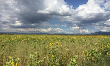 Terreno en venta en Tolcayuca, San Miguel Ecayalco, Hidalgo. SUP. 6 HECTÁREAS