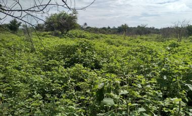 Terreno - Los Guajes, Xoxocotla, Morelos.