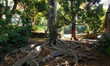 Casa en Fraccionamiento Las Fincas