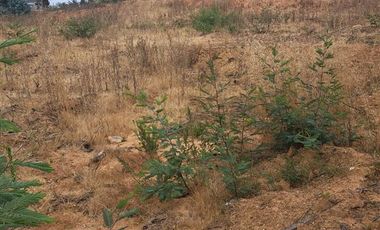 Sitio en Venta en Sitio en Placilla Oriente