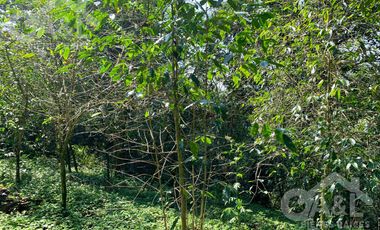 Terrenos en Venta en Higueras del Guayabal