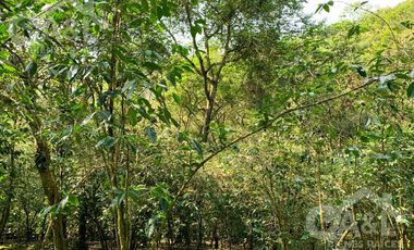 Terrenos en Venta en Higueras del Guayabal