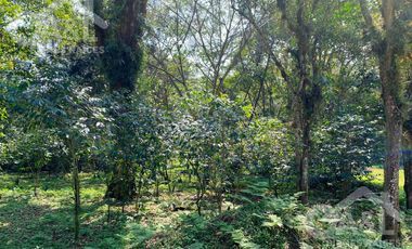 Terrenos en Venta en Higueras del Guayabal