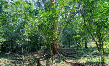 Terrenos en Venta en Higueras del Guayabal