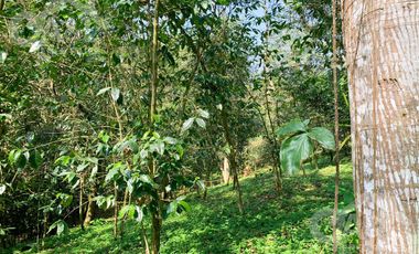 Terrenos en Venta en Higueras del Guayabal