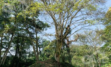 Terrenos en Venta en Higueras del Guayabal