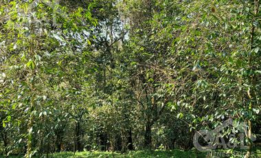 Terrenos en Venta en Higueras del Guayabal