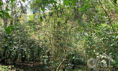 Terrenos en Venta en Higueras del Guayabal