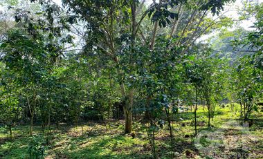 Terrenos en Venta en Higueras del Guayabal