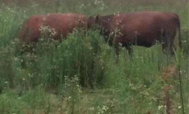 Campo en venta - 11.870.000mts2 - Entre Ríos