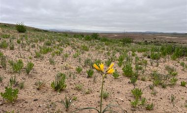 Sitio en Venta en Ex estancia Délano, Ruta 5 KM 700, Vallenar, Atacama