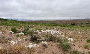 Agrícola en Venta en Ex estancia Délano, Ruta 5 KM 700, Vallenar, Atacama
