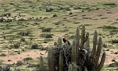 Parcela en Venta en Ex estancia Délano, Ruta 5 KM 700, Vallenar, Atacama