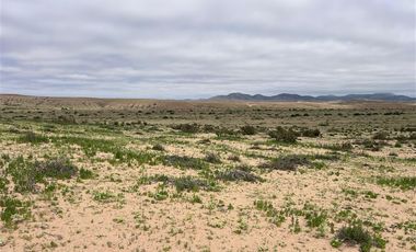 Parcela en Venta en Ex estancia Délano, Ruta 5 KM 700, Vallenar, Atacama