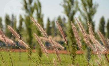 Lote en venta - Barrio San Roque, Canning