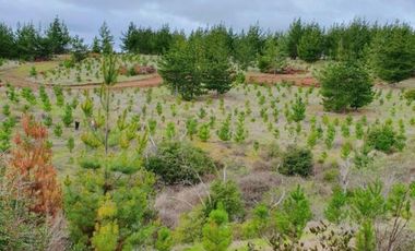 Arayabroker Vende Preciosa Parcela En Alto Colorado Pichilem