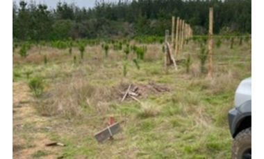 Arayabroker Vende Preciosa Parcela En Alto Colorado Pichilem