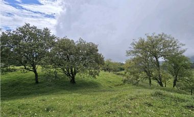 Vendo finca Ganadera en Fredonia.