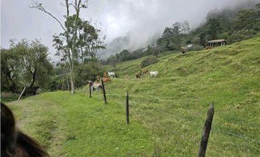 Vendo finca Ganadera en Fredonia.