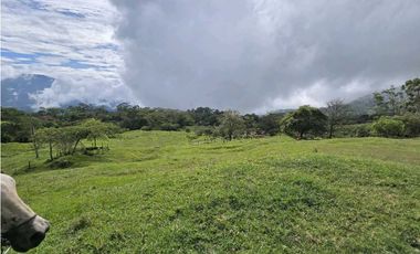 Vendo finca Ganadera en Fredonia.