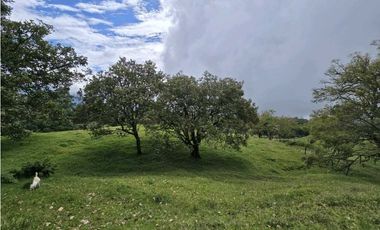 Vendo finca Ganadera en Fredonia.