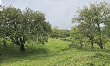 Vendo finca Ganadera en Fredonia.